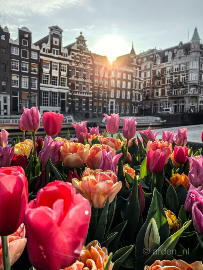 Tulips by ArdenNL