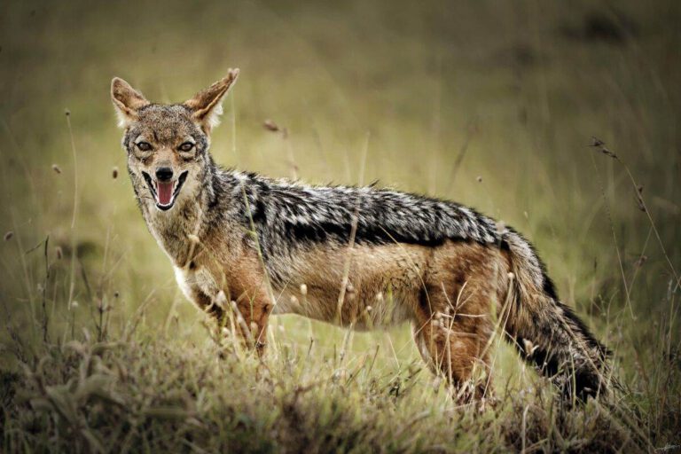 New neighbours: Dutch farmer films exotic golden jackal on camera