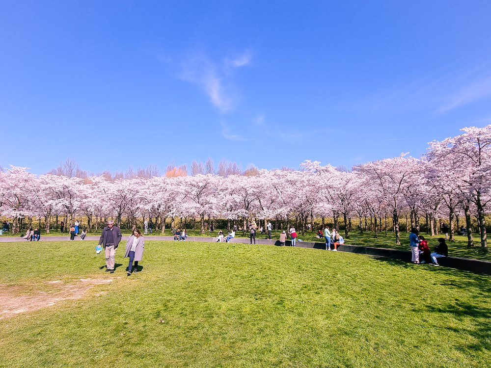 people-walking-under-japenese-cherry-blossoms-amsterdamse-bos-netherlands