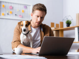 man-on-computer-searching-to-find-job-netherlands-with-dog-on-lap