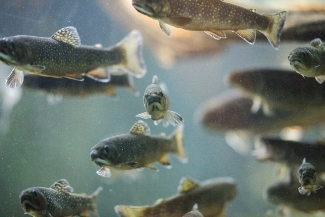 photo-of-a-fish-jam-in-utrecht