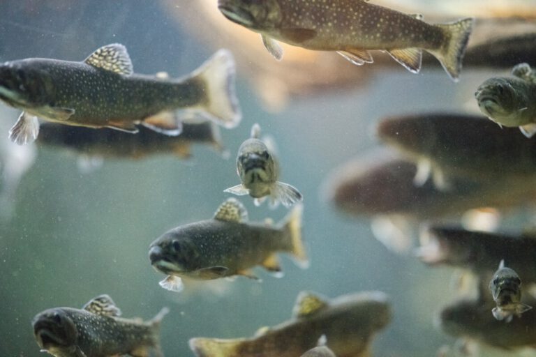 The Dutch just gave the canal fish a “fish doorbell” (no, we’re not kidding)