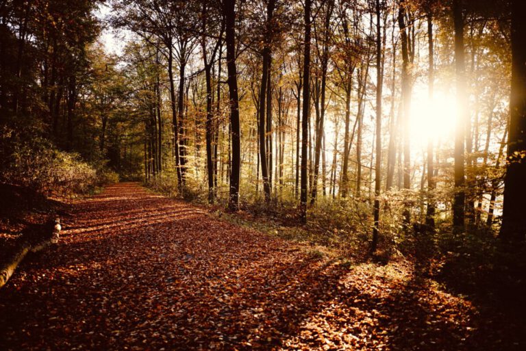 Some glimmers of sunlight coming amidst the chilly autumn days