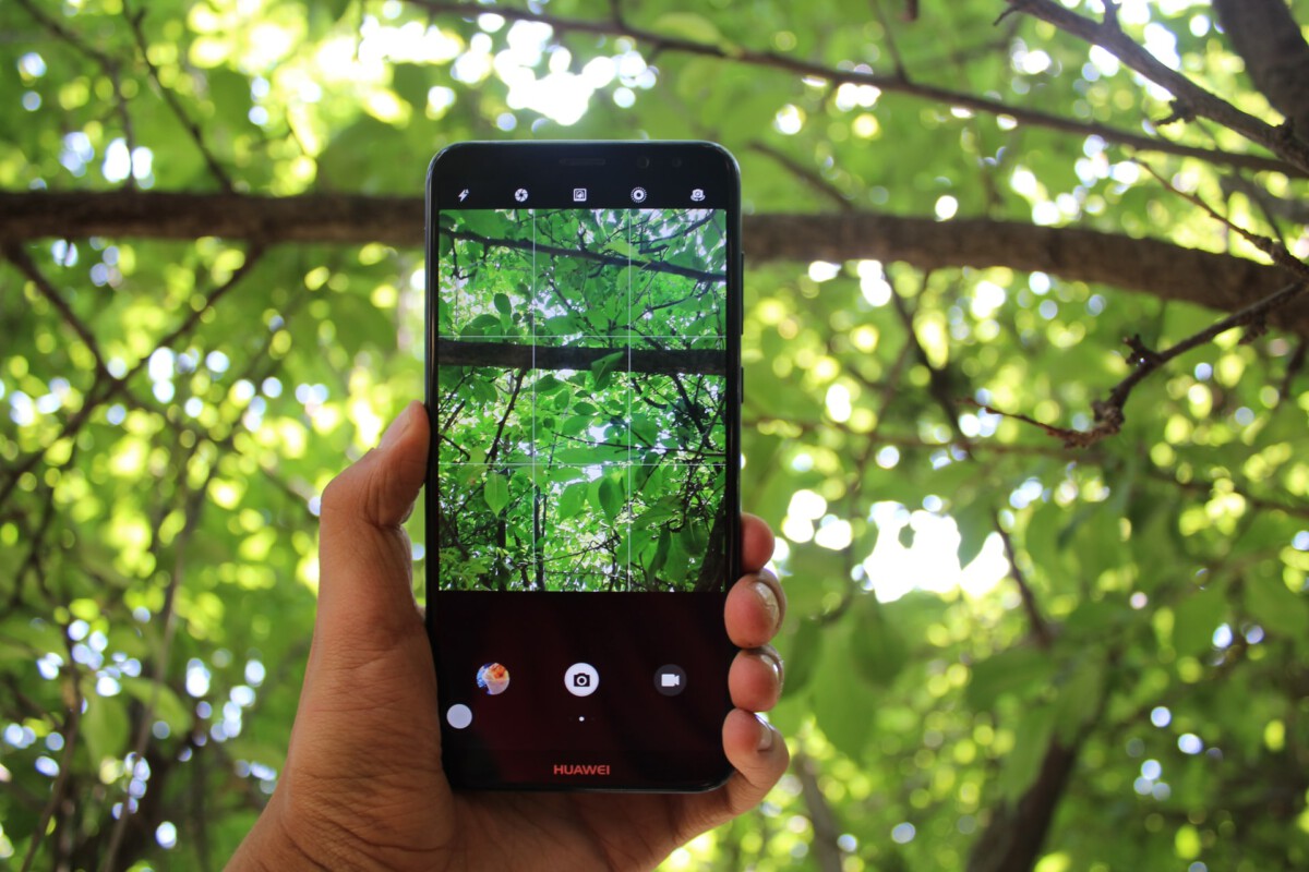 Photo-of-hand-holding-mobile-phone-and-taking-a-picture-of-a-tree-in-the-Netherlands