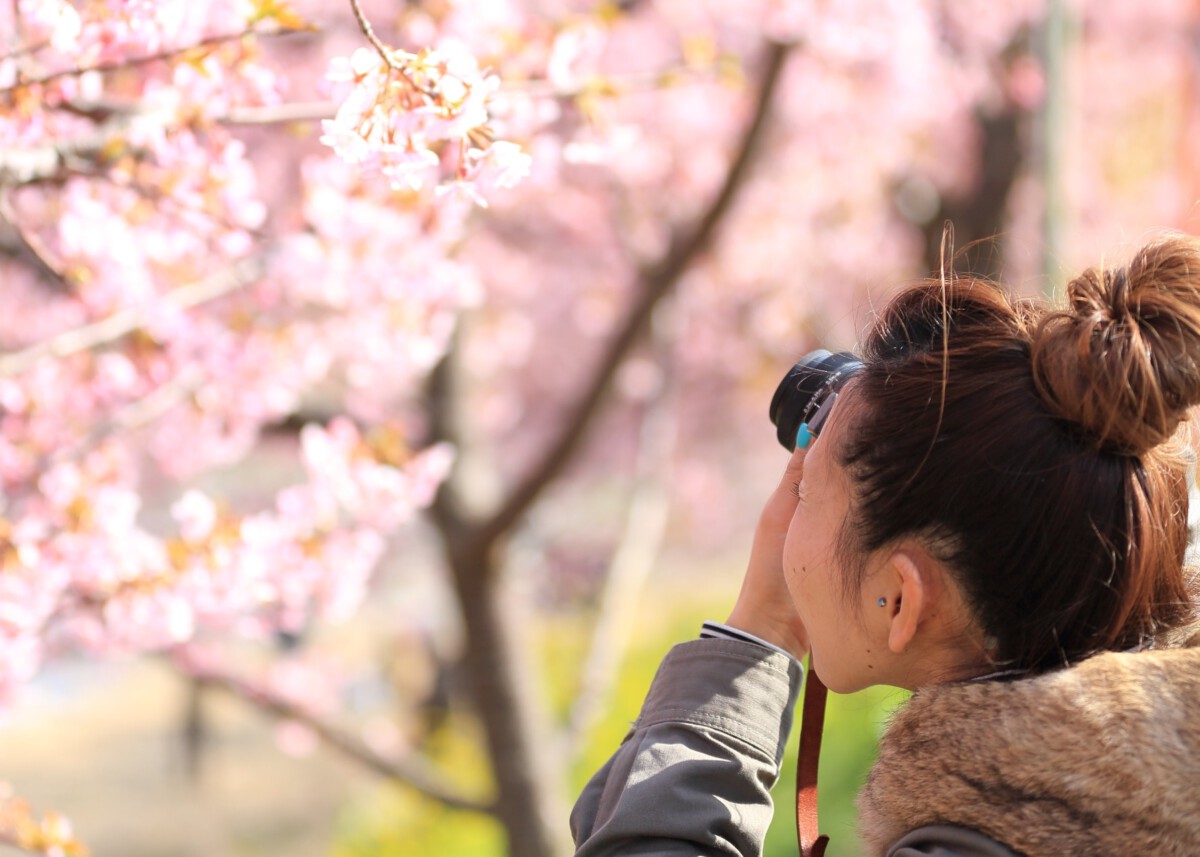 girl takes photo of cherry blossom tree in amsterdam netherlands