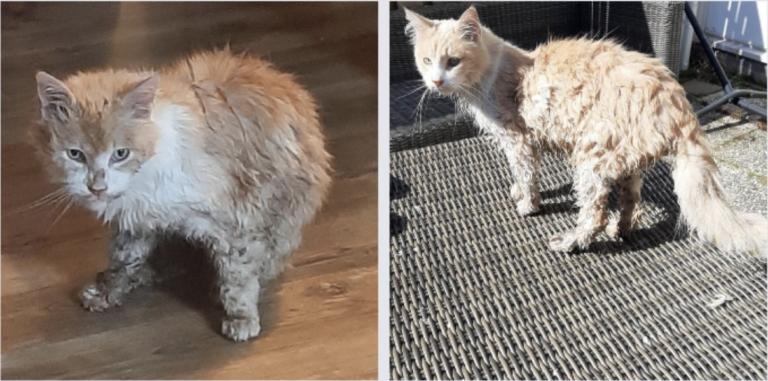 Stop saving Kees the cat, he’s a purrfect swimmer; Dutch animal ambulance says