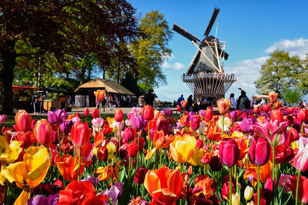 photo-of-tulips-and-windmill-at-keukenhof-garden