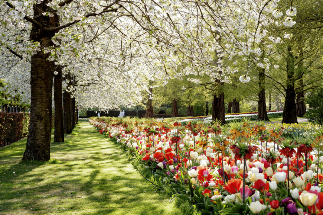 photo-of-tulips-and-cherry-blossoms-at-keukenhof-netherlands