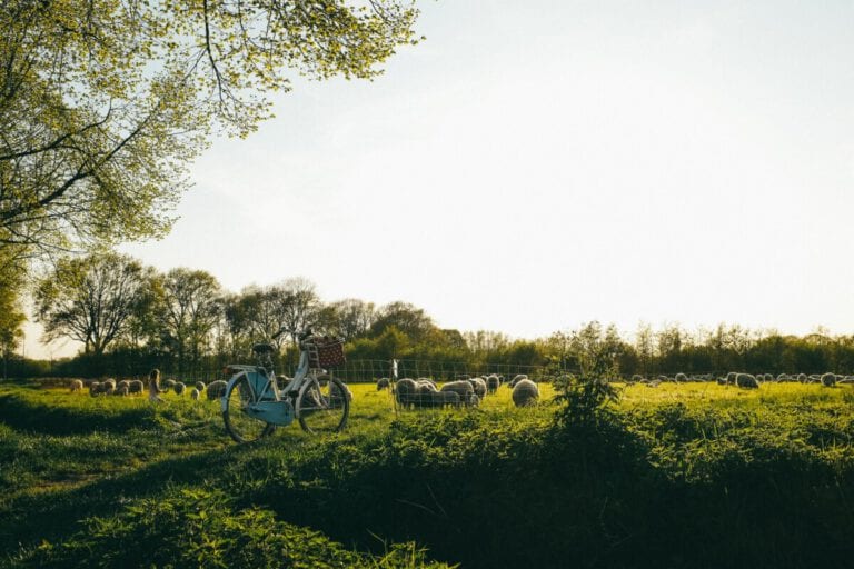 Sunshine to stay in the Netherlands for at least three more days