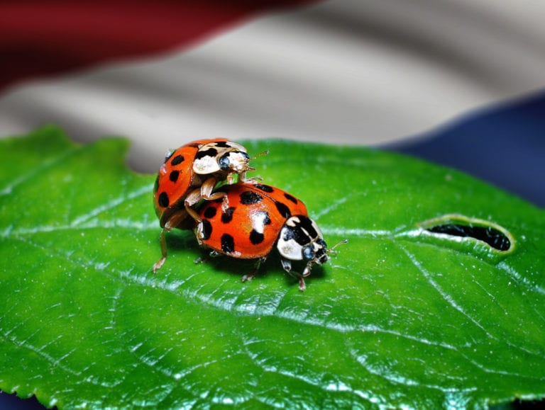 Aphid shortage pushes Dutch ladybirds to bite beachgoers