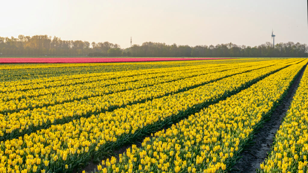 Beautiful-landscape-with-tulips-in-noordoostpolder