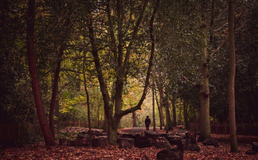 autumn-netherlands-forest