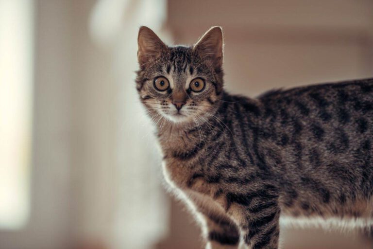 A cat curfew in the Netherlands? Yes, if these experts have their way