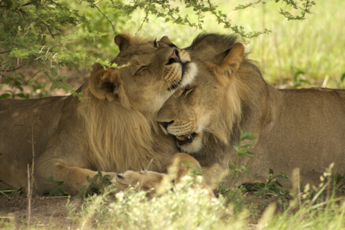 Photo-of-lions-cuddling-in-enclosure