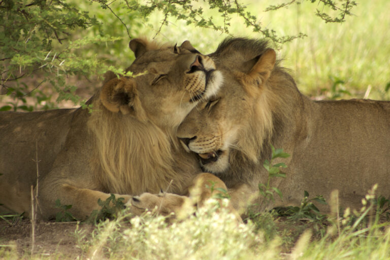 Dutch animal foundation helps transport Ukrainian lions to shelter