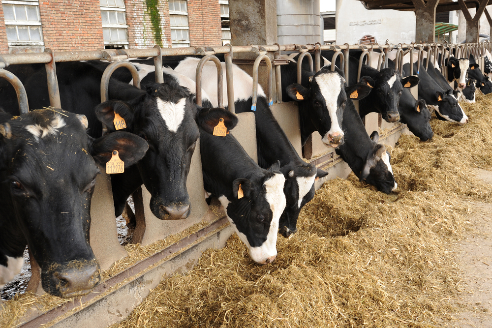 livestock-on-dutch-unsustainable-farm