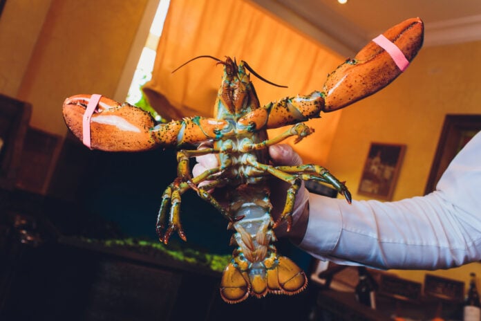 picture-of-a-hand-holding-a-live-lobster-at-seafood-resturant