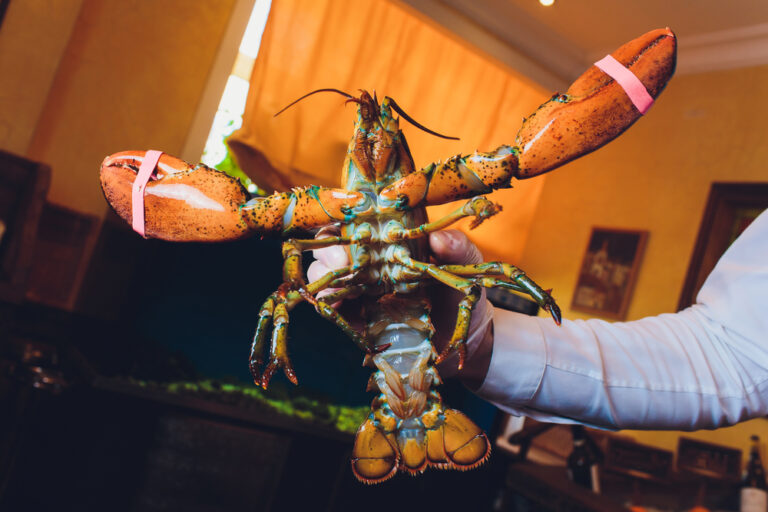 Here’s what’s crackin’: The Netherlands wants to end live boiling lobsters and crabs