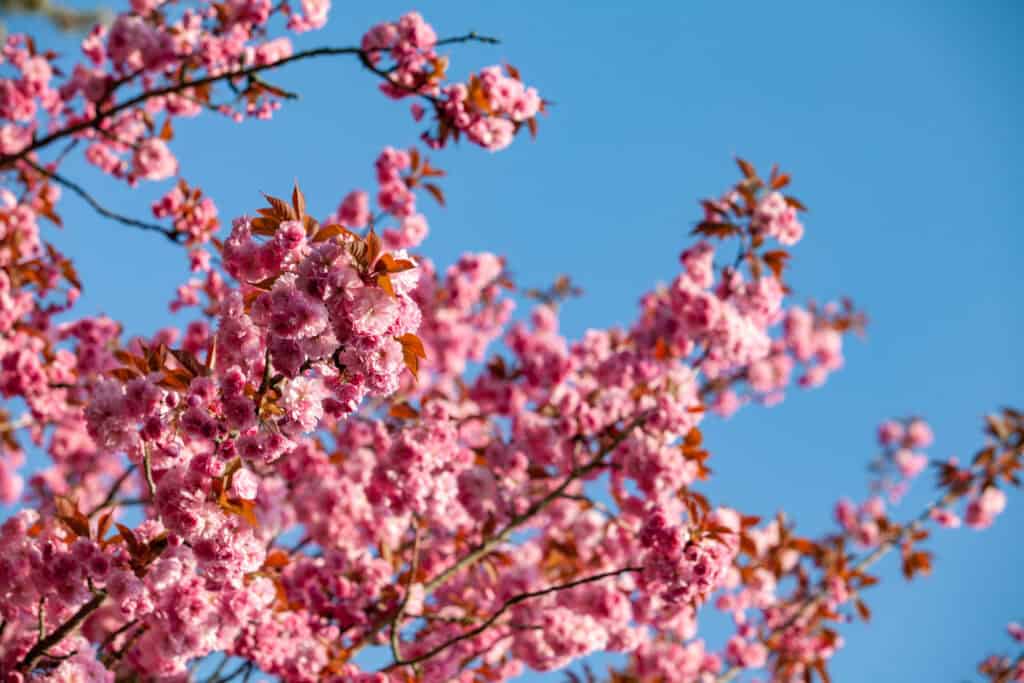 laying-down-and-enjoying-lower-angle-shot-of-pink-cherry-blossom-trees-against-cloudless-blue-sky