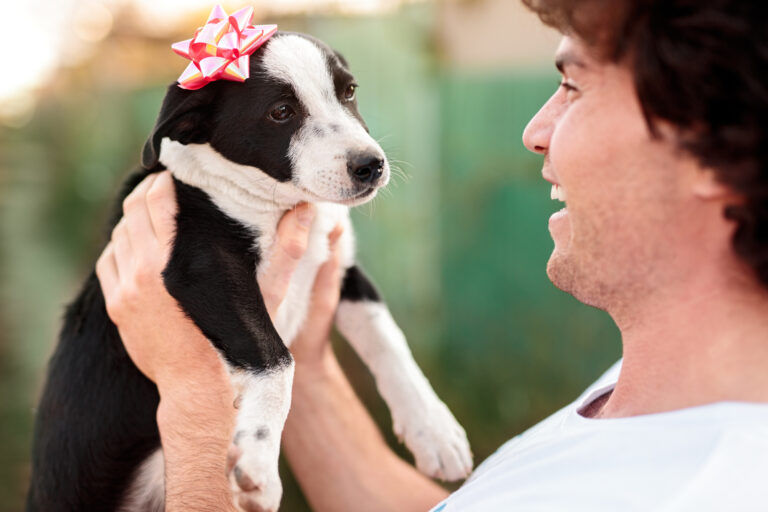 Getting a pet in the Netherlands: the ultimate guide