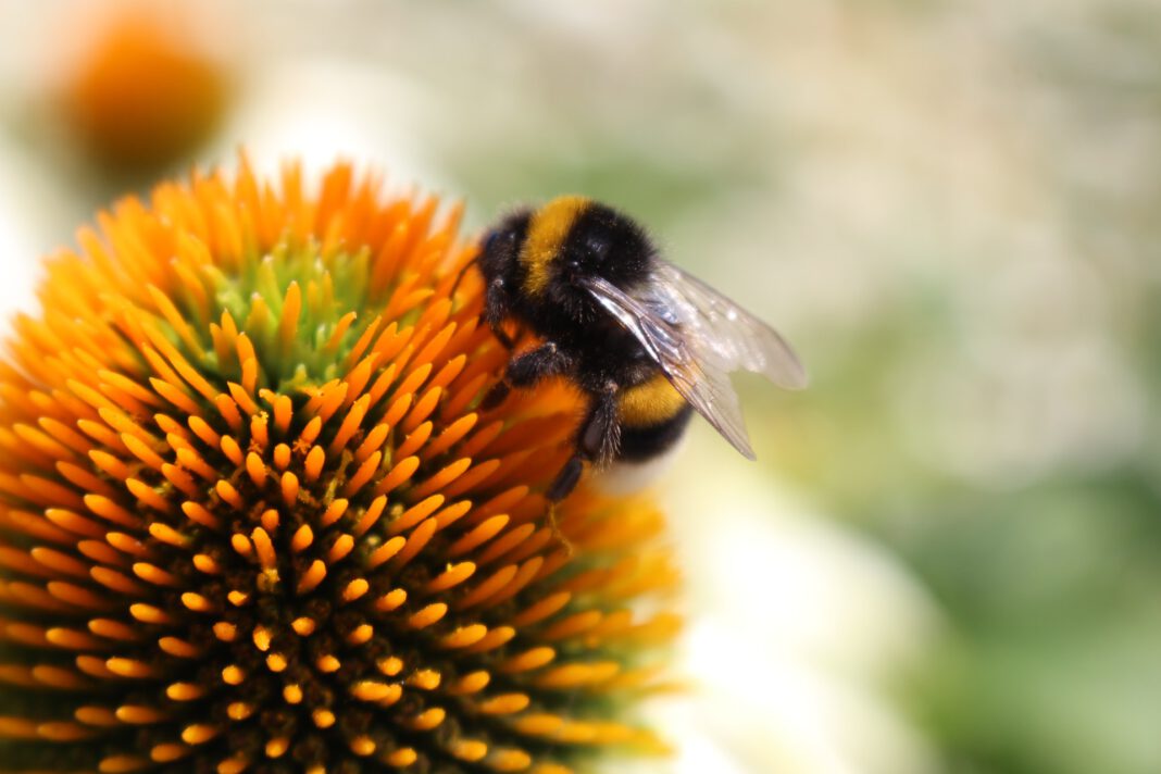 Photo-of-bee-on-flower