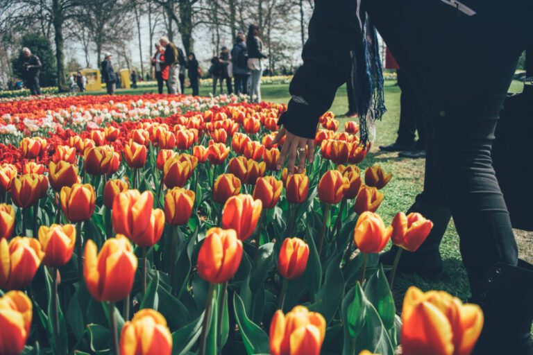 Visitors allowed to enter Keukenhof, museums, and music venues with negative COVID tests