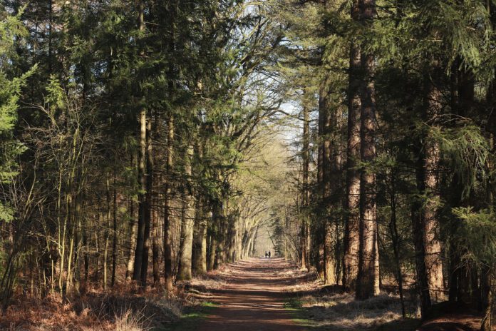 mastbos-forest-netherlands-walking-path