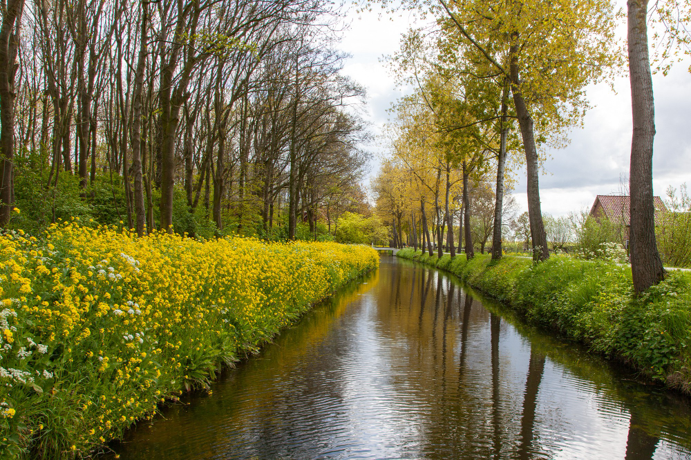 dutch-trees-and-river-with-flowers