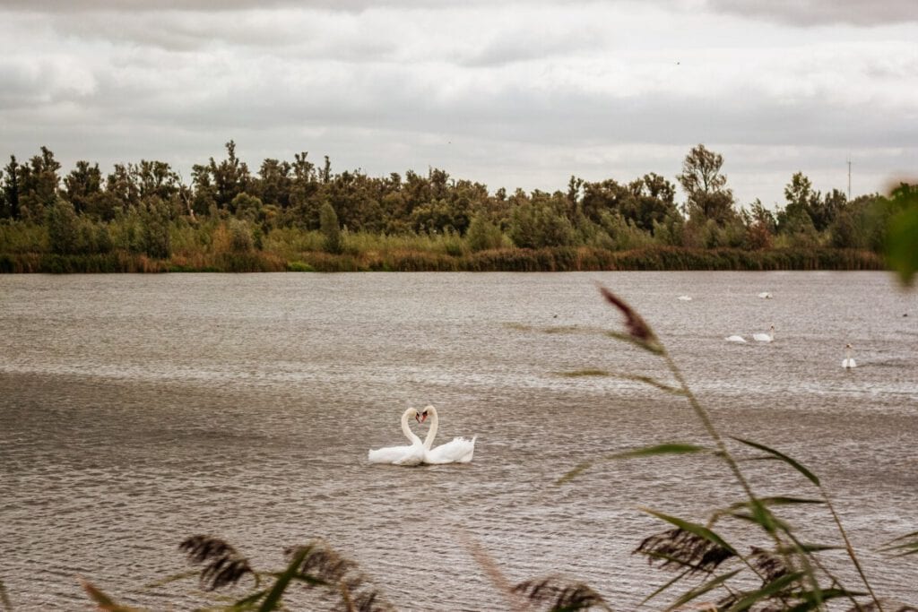 Photo-of-De-Biesbosch-national-park-the-Netherlands