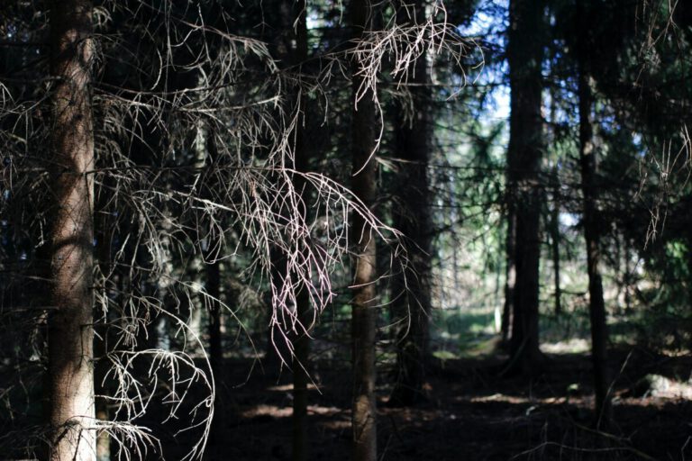 Missing Dutch woman found in deep forest pit
