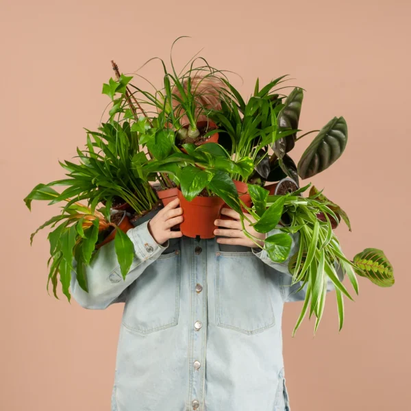 man-holding-multiple-house-plants-in-front-of-face-in-the-netherlands