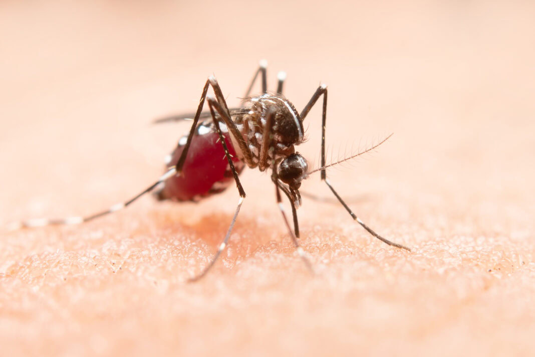 mosquito-sucking-blood-from-person-and-spreading-west-nile-virus-in-the-netherlands