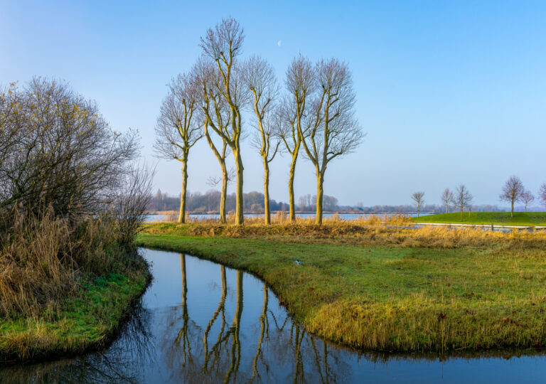 photo-of-trees-reflected-in-water-of-dutch-national-park