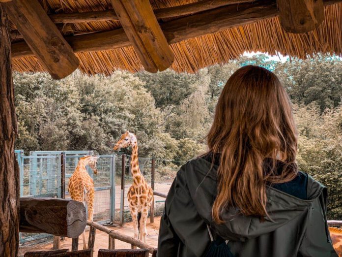 Photo-woman-looking-at-giraffes-in-Dutch-zoo