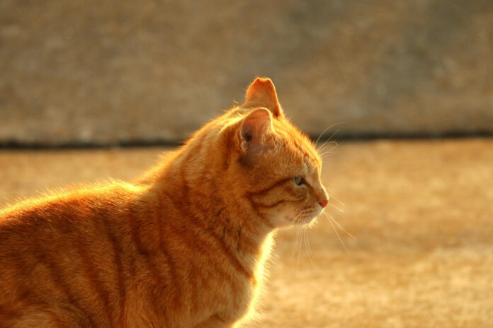 photo-of-side-profile-of-cat-looking-at-sunset