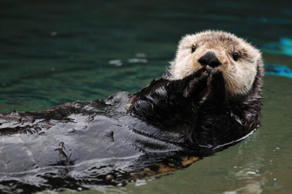 Otter spotted in Amsterdam for the first time in 50 years | DutchReview