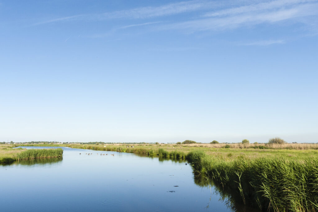 peaceful-meadow-area-near-the-town-of-Wormer-in-the-zaan-region