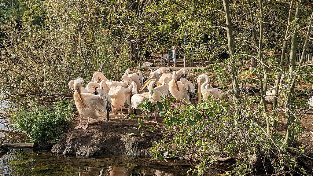photo-of-group-of-pelican-birds-among-trees-by-water-at-vogelpark-avifauna-alphen-aan-den-rijn