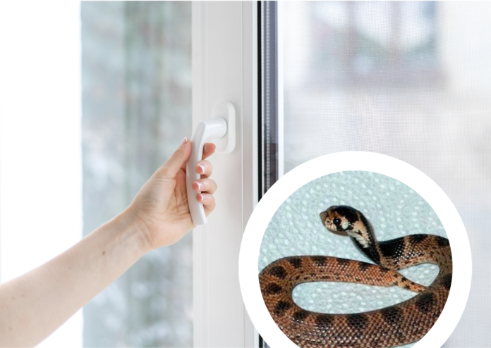 person-closing-window-to-keep-escaped-cobra-out