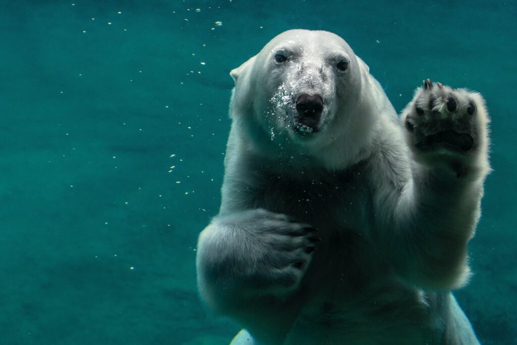photo-of-a-polar-bear-swimming-under-water-at-aqua-zoo-netherlands