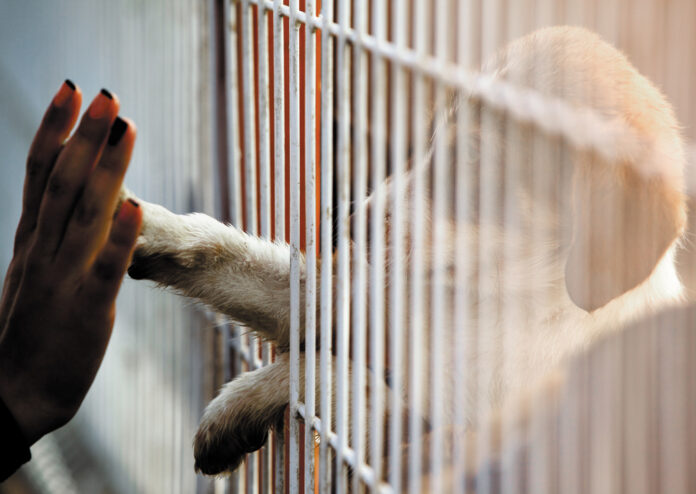 photo-woman-touching-dogs-paw-though-cage-at-adoption-centre