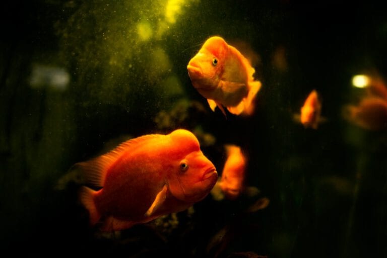 Live goldfish swallowing: why do the Dutch do it?