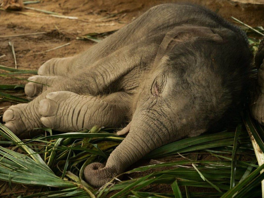 Baby-elephant-sleeping-in-the-Netherlands
