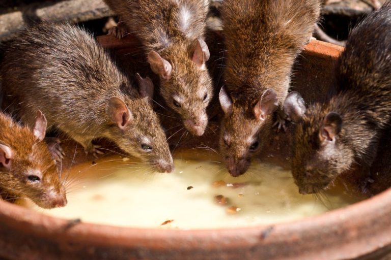 How to survive rats in the Netherlands
