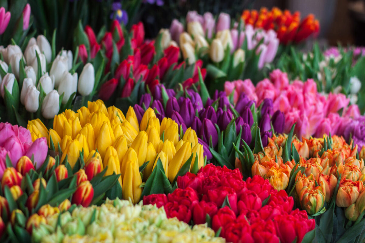 National Tulip Day In Amsterdam Free Flowers Free Happiness Dutchreview