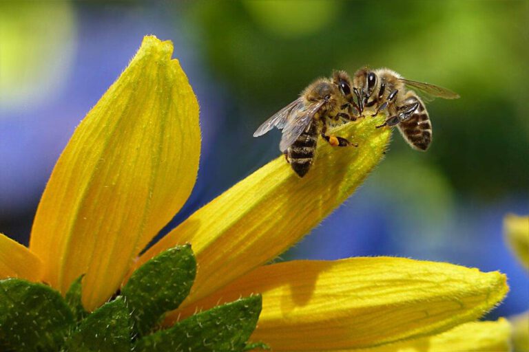 Dutch researchers have taught bees to smell coronavirus (no, really)