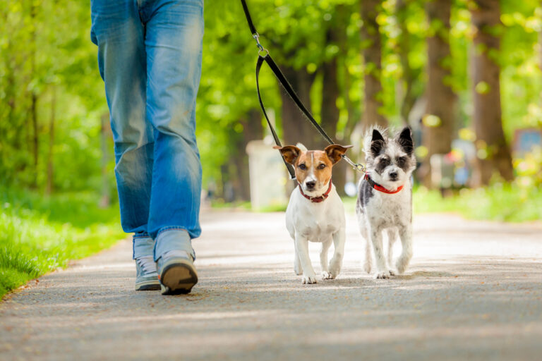 How did the Netherlands become the first country without stray dogs?