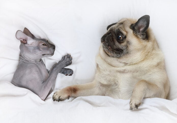 photo-of-pug-and-hairless-cat-in-bed