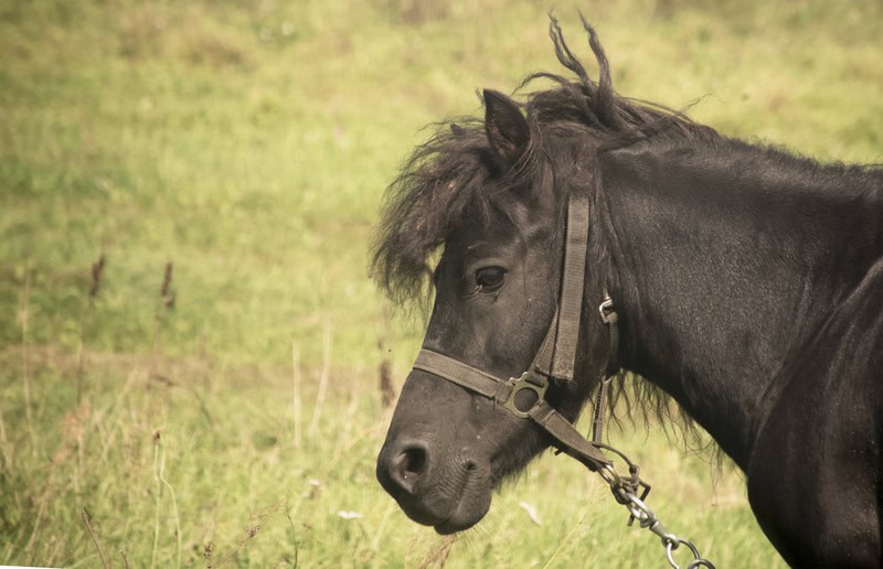 photo-of-sad-pony-horse-in-a-meadow
