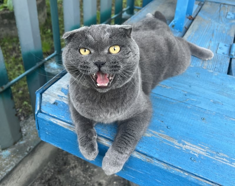 photo-of-scottish-fold-cat